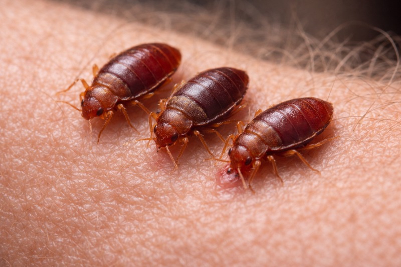 Punaises de lit Oullins & La Mulatière – Traitement rapide | By Game Over