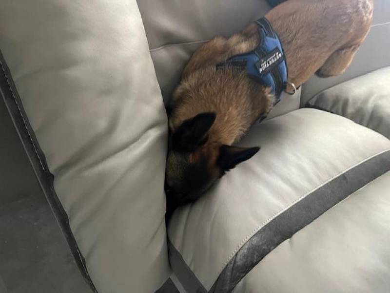 le chien a repérer la punaise dans l'accoudoir du fauteuil