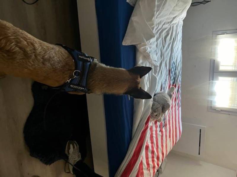 un chien détecteur de punaises de lit à lyon