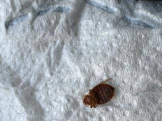 punaise de lit a lyon et villeurbanne