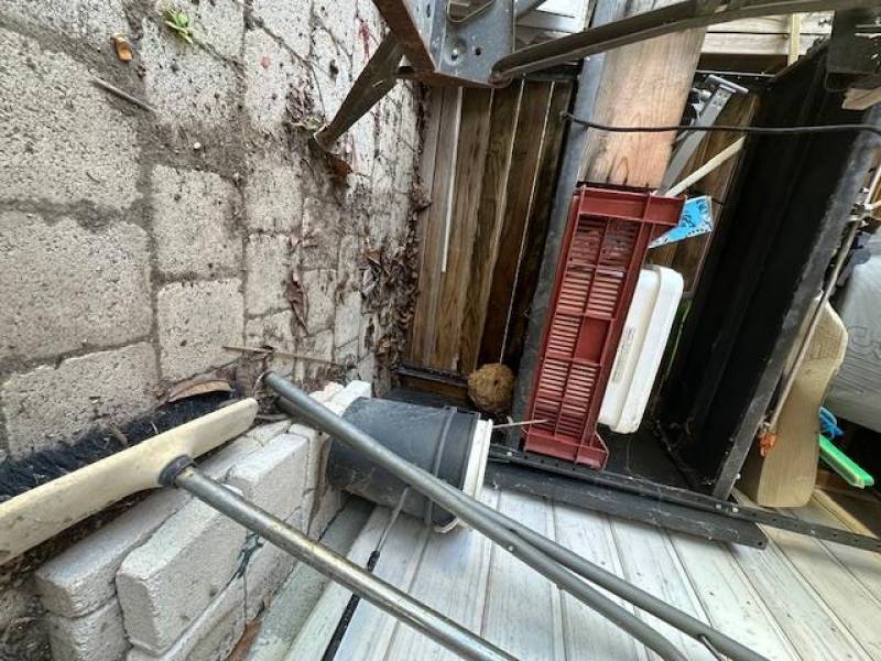 frelon asiatique détruit par la poudre