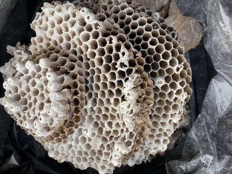 alveole guepes à Roanne une fois l'enveloppe de protection ouverte, on distingue très nettement les larves naissantes