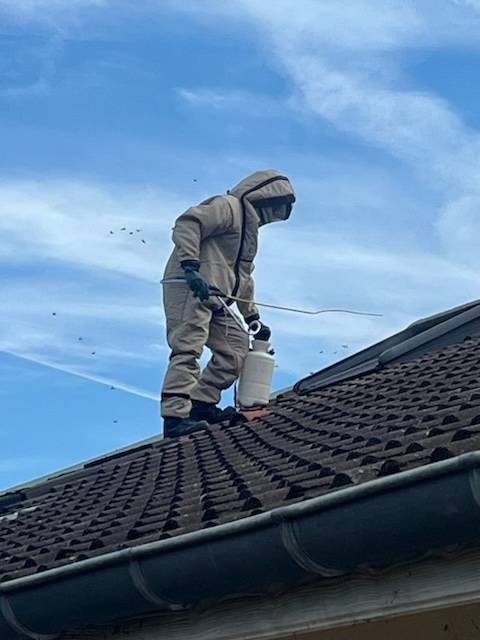 traitement nid de frelons à Amplepuis 69 et Thizy les bourgs, Cublize  sur un toit