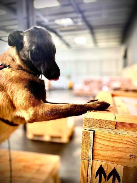 détection punaises de lits  a Lyon et Villeurbanne