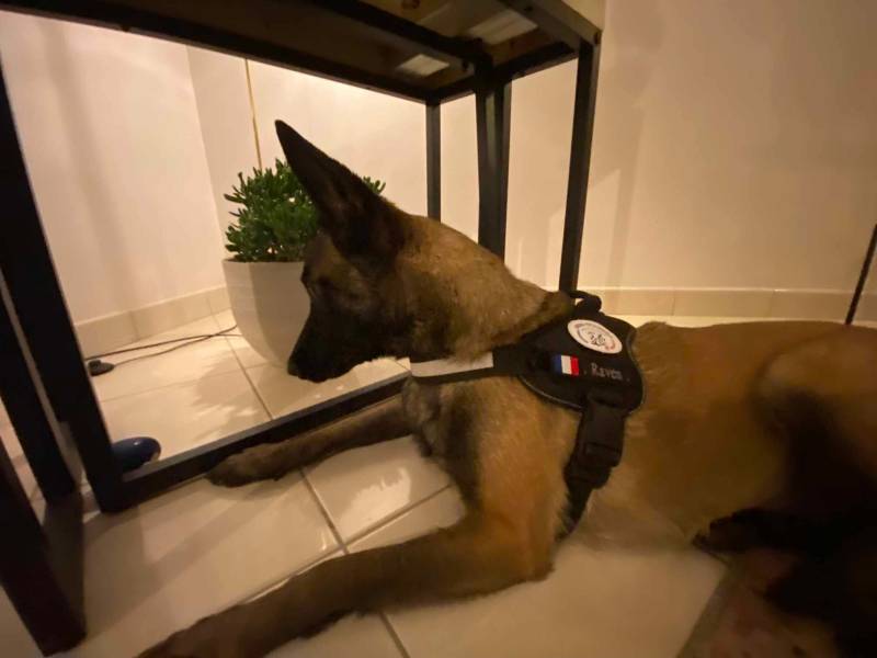 y aurais pas de la punaise mdr?