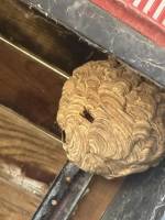 Notre zone d'activité pour ce service Techniques de dératisation sans risque pour les animaux domestiques à Lyon 69 Rhône-Alpes